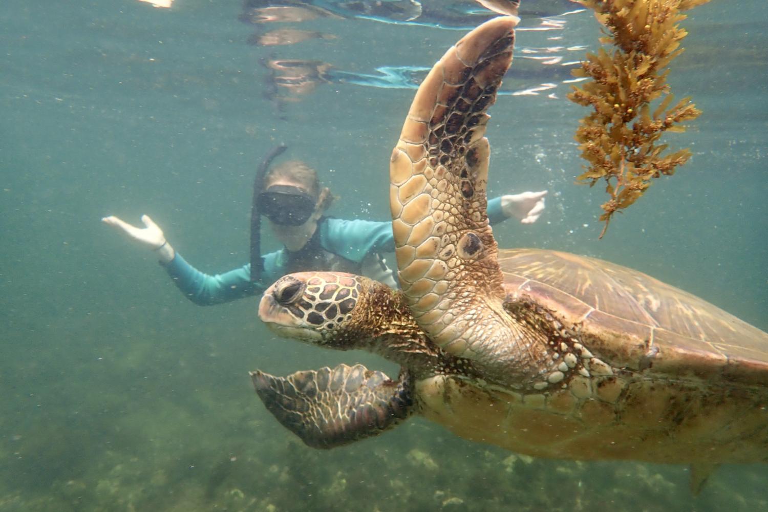 一名<a href='http://l.kgfascist.com/'>bv伟德ios下载</a>学生在Galápagos群岛游学途中与一只巨龟游泳.